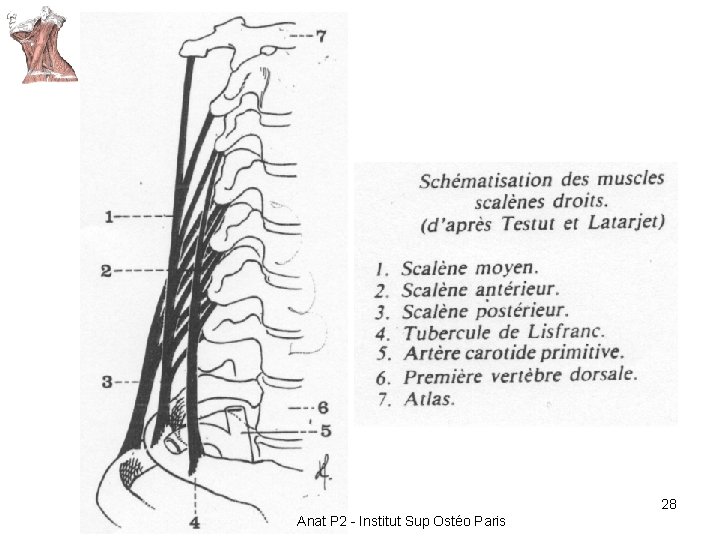 28 Anat P 2 - Institut Sup Ostéo Paris 28 Anat P 2 - Institut Sup Ostéo Paris