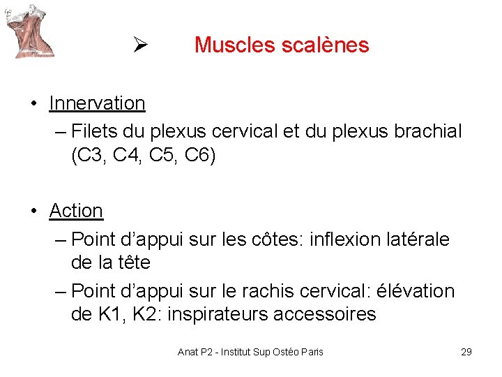 Ø Muscles scalènes • Innervation – Filets du plexus cervical et du plexus brachial Ø Muscles scalènes • Innervation – Filets du plexus cervical et du plexus brachial