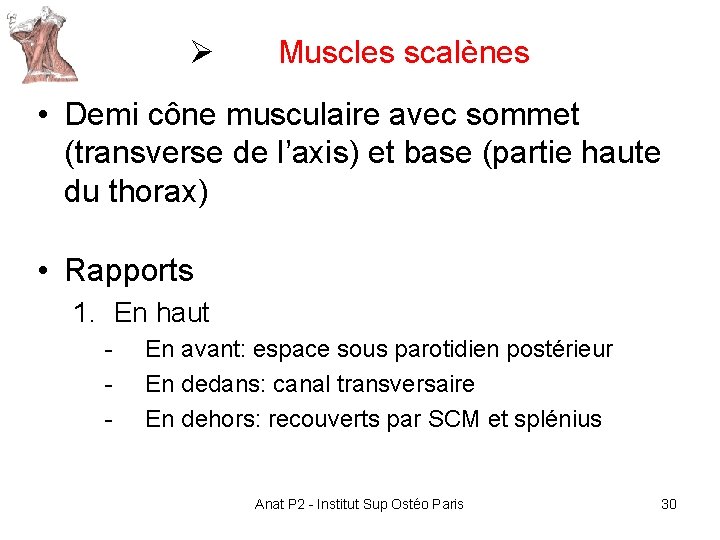 Ø Muscles scalènes • Demi cône musculaire avec sommet (transverse de l’axis) et base Ø Muscles scalènes • Demi cône musculaire avec sommet (transverse de l’axis) et base