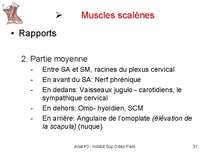 Ø Muscles scalènes • Rapports 2. Partie moyenne - Entre SA et SM, racines Ø Muscles scalènes • Rapports 2. Partie moyenne - Entre SA et SM, racines