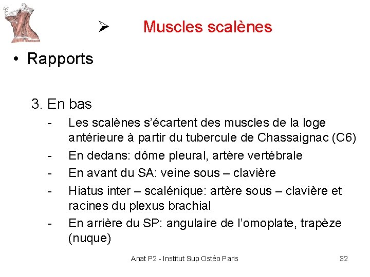 Ø Muscles scalènes • Rapports 3. En bas - Les scalènes s’écartent des muscles Ø Muscles scalènes • Rapports 3. En bas - Les scalènes s’écartent des muscles