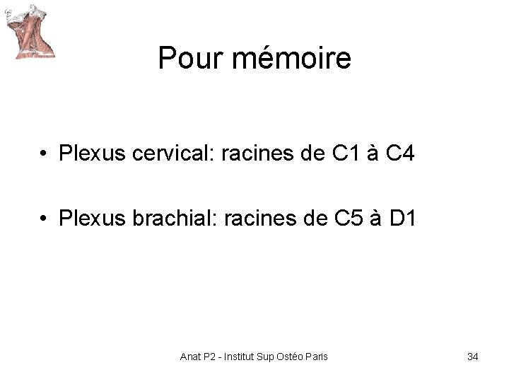 Pour mémoire • Plexus cervical: racines de C 1 à C 4 • Plexus Pour mémoire • Plexus cervical: racines de C 1 à C 4 • Plexus
