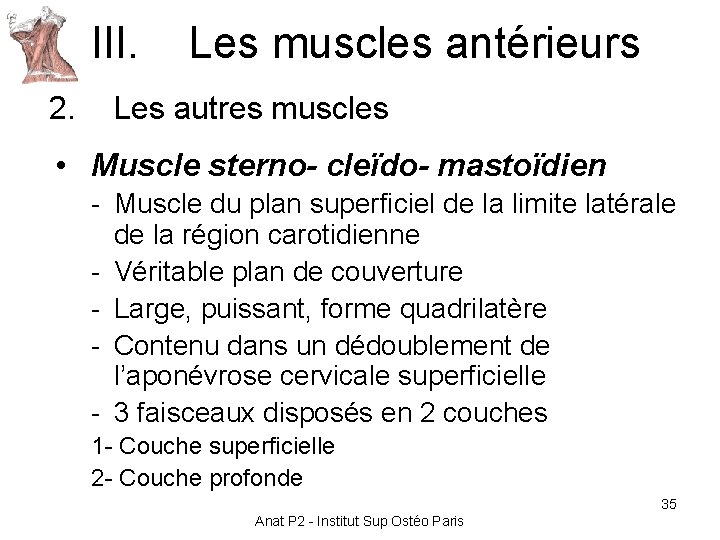 III. Les muscles antérieurs 2. Les autres muscles • Muscle sterno- cleïdo- mastoïdien - III. Les muscles antérieurs 2. Les autres muscles • Muscle sterno- cleïdo- mastoïdien -