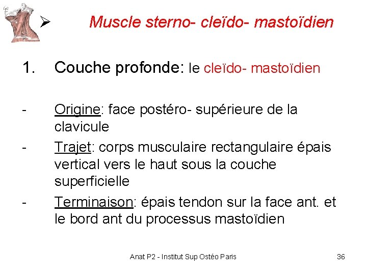 Ø Muscle sterno- cleïdo- mastoïdien 1. Couche profonde: le cleïdo- mastoïdien - Origine: face Ø Muscle sterno- cleïdo- mastoïdien 1. Couche profonde: le cleïdo- mastoïdien - Origine: face