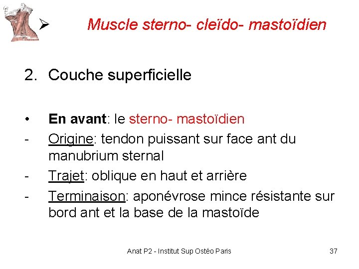 Ø Muscle sterno- cleïdo- mastoïdien 2. Couche superficielle • - En avant: le sterno- Ø Muscle sterno- cleïdo- mastoïdien 2. Couche superficielle • - En avant: le sterno-