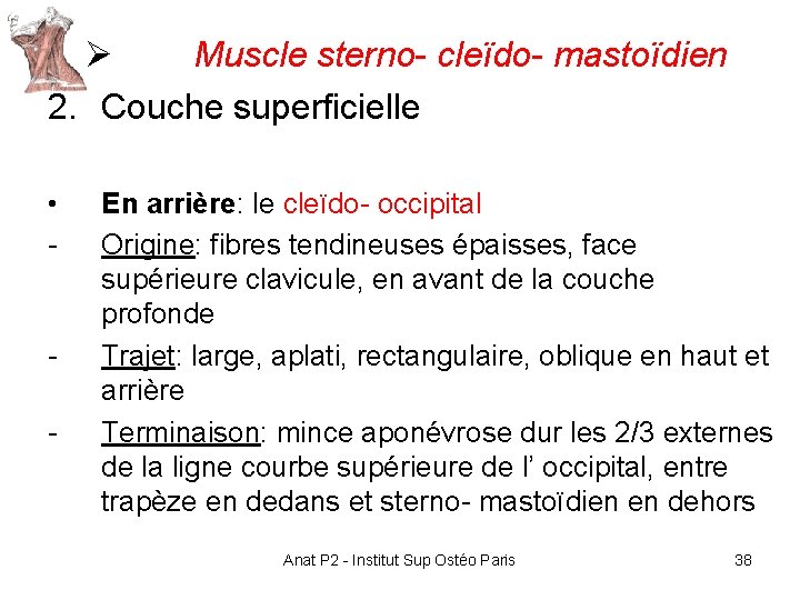Ø Muscle sterno- cleïdo- mastoïdien 2. Couche superficielle • - - En arrière: le Ø Muscle sterno- cleïdo- mastoïdien 2. Couche superficielle • - - En arrière: le