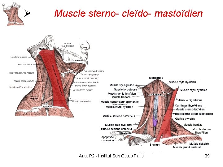 Ø Muscle sterno- cleïdo- mastoïdien Anat P 2 - Institut Sup Ostéo Paris 39 Ø Muscle sterno- cleïdo- mastoïdien Anat P 2 - Institut Sup Ostéo Paris 39