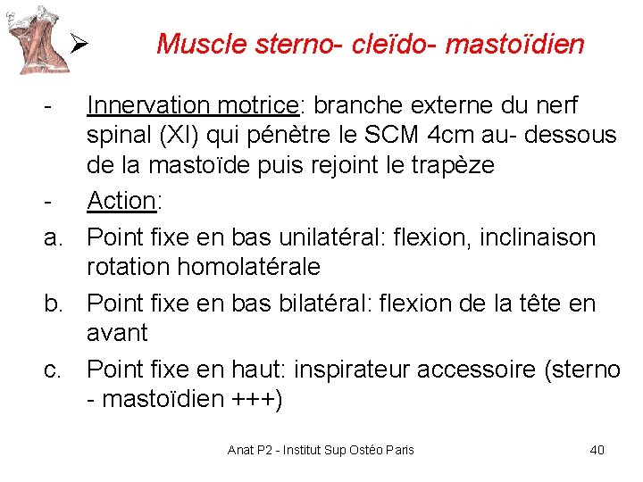 Ø Muscle sterno- cleïdo- mastoïdien - Innervation motrice: branche externe du nerf spinal (XI) Ø Muscle sterno- cleïdo- mastoïdien - Innervation motrice: branche externe du nerf spinal (XI)