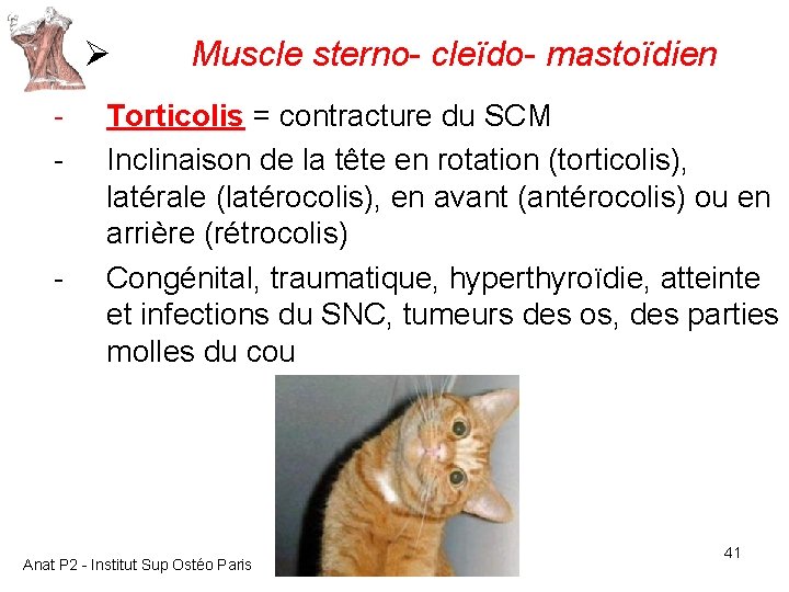 Ø - - Muscle sterno- cleïdo- mastoïdien Torticolis = contracture du SCM Inclinaison de Ø - - Muscle sterno- cleïdo- mastoïdien Torticolis = contracture du SCM Inclinaison de