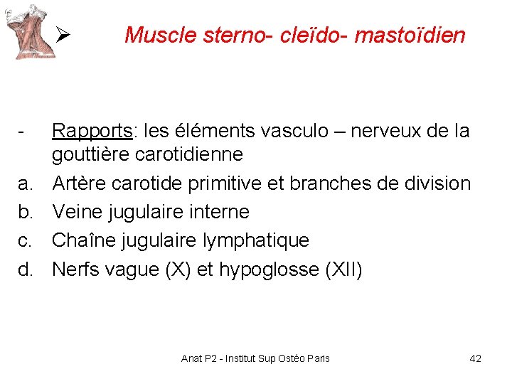 Ø a. b. c. d. Muscle sterno- cleïdo- mastoïdien Rapports: les éléments vasculo – Ø a. b. c. d. Muscle sterno- cleïdo- mastoïdien Rapports: les éléments vasculo –