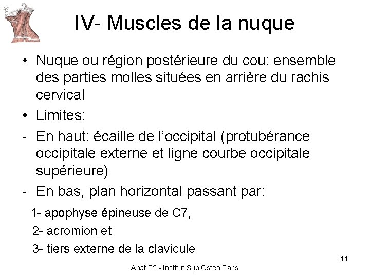 IV- Muscles de la nuque • Nuque ou région postérieure du cou: ensemble des IV- Muscles de la nuque • Nuque ou région postérieure du cou: ensemble des