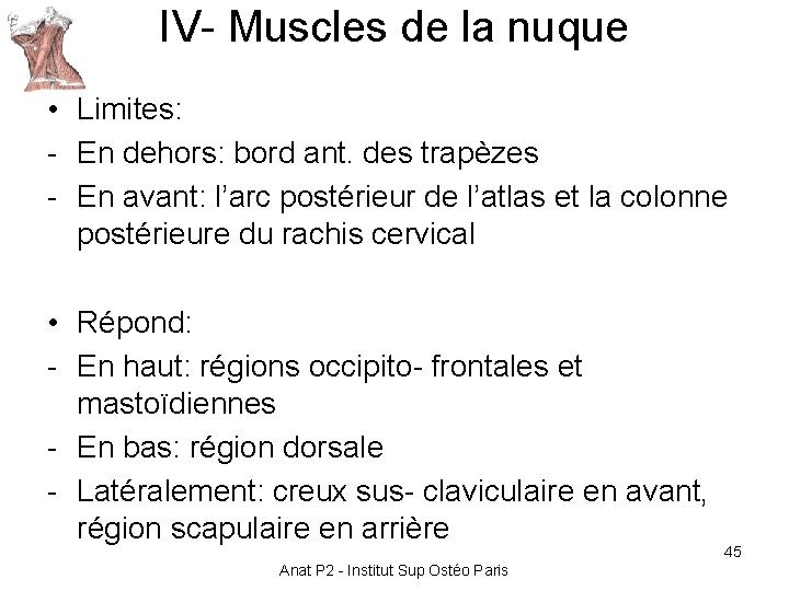 IV- Muscles de la nuque • Limites: - En dehors: bord ant. des trapèzes IV- Muscles de la nuque • Limites: - En dehors: bord ant. des trapèzes