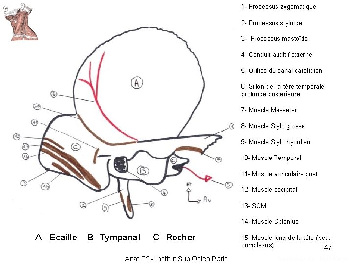 1 - Processus zygomatique 2 - Processus styloïde 3 - Processus mastoïde 4 - 1 - Processus zygomatique 2 - Processus styloïde 3 - Processus mastoïde 4 -