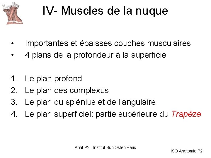 IV- Muscles de la nuque • • Importantes et épaisses couches musculaires 4 plans IV- Muscles de la nuque • • Importantes et épaisses couches musculaires 4 plans