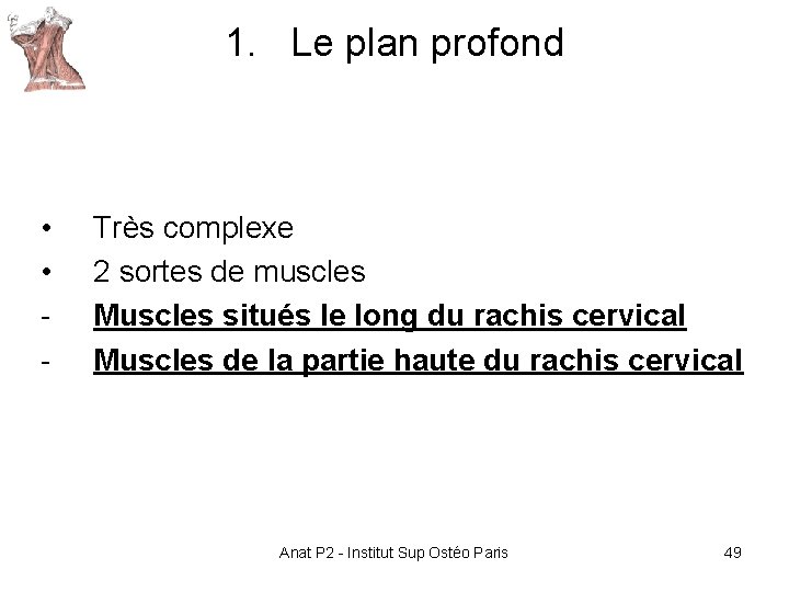 1. Le plan profond • • - Très complexe 2 sortes de muscles Muscles 1. Le plan profond • • - Très complexe 2 sortes de muscles Muscles