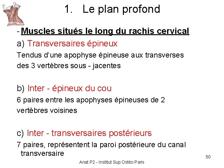 1. Le plan profond - Muscles situés le long du rachis cervical a) Transversaires 1. Le plan profond - Muscles situés le long du rachis cervical a) Transversaires