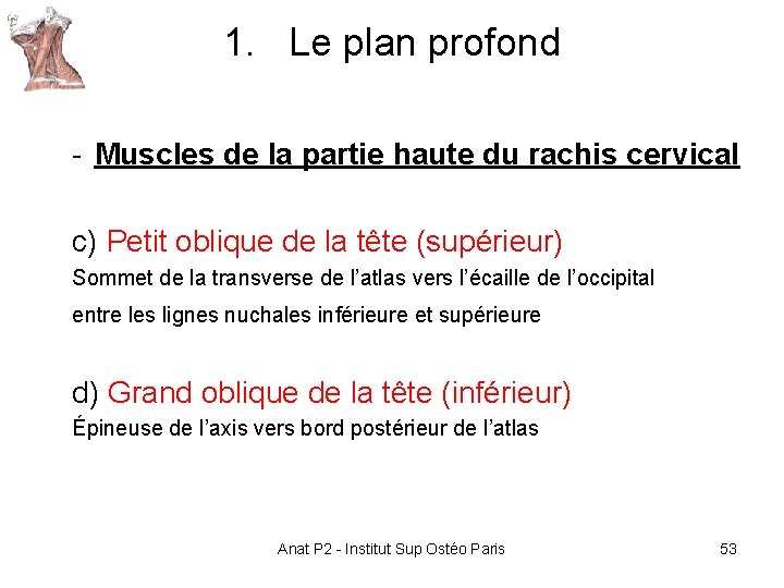 1. Le plan profond - Muscles de la partie haute du rachis cervical c) 1. Le plan profond - Muscles de la partie haute du rachis cervical c)