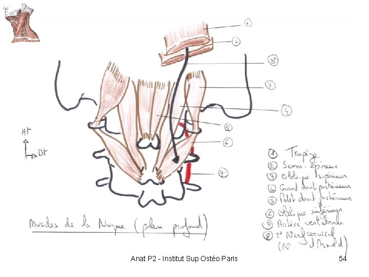 Anat P 2 - Institut Sup Ostéo Paris 54 Anat P 2 - Institut Sup Ostéo Paris 54