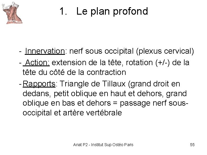 1. Le plan profond - Innervation: nerf sous occipital (plexus cervical) - Action: extension 1. Le plan profond - Innervation: nerf sous occipital (plexus cervical) - Action: extension