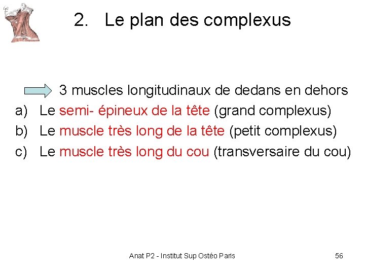 2. Le plan des complexus 3 muscles longitudinaux de dedans en dehors a) Le 2. Le plan des complexus 3 muscles longitudinaux de dedans en dehors a) Le