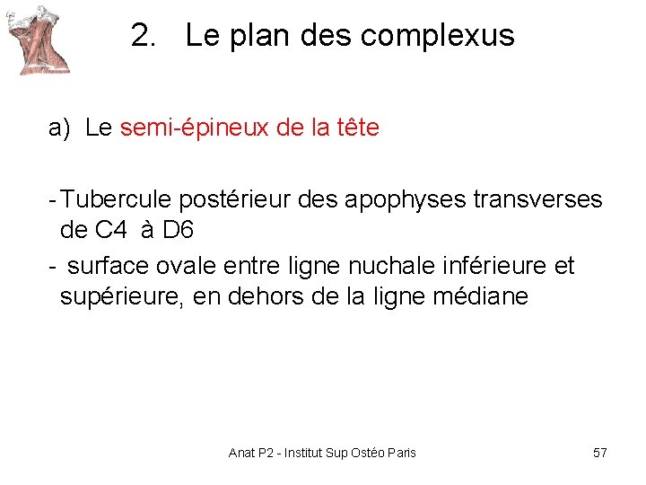 2. Le plan des complexus a) Le semi-épineux de la tête - Tubercule postérieur 2. Le plan des complexus a) Le semi-épineux de la tête - Tubercule postérieur