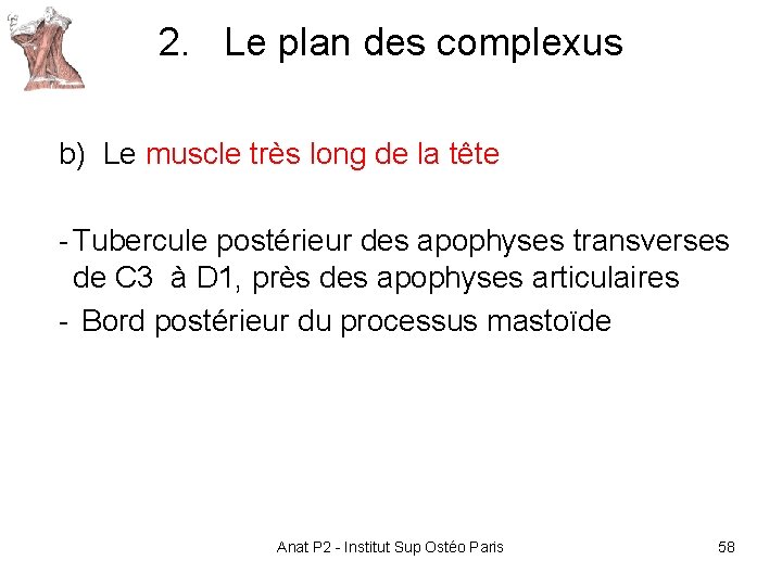 2. Le plan des complexus b) Le muscle très long de la tête - 2. Le plan des complexus b) Le muscle très long de la tête -