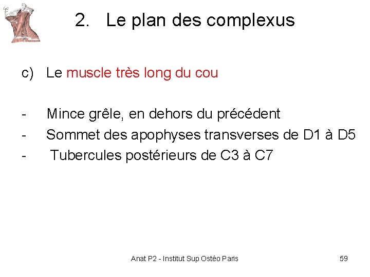 2. Le plan des complexus c) Le muscle très long du cou - Mince 2. Le plan des complexus c) Le muscle très long du cou - Mince