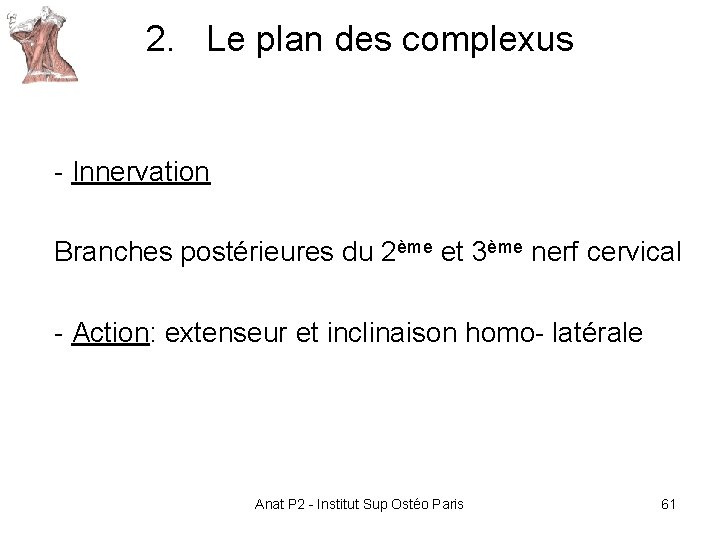 2. Le plan des complexus - Innervation Branches postérieures du 2ème et 3ème nerf 2. Le plan des complexus - Innervation Branches postérieures du 2ème et 3ème nerf