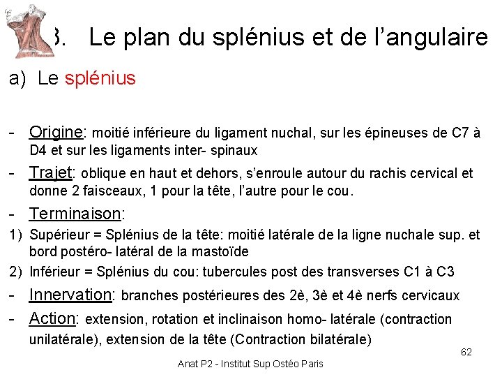 3. Le plan du splénius et de l’angulaire a) Le splénius - Origine: moitié 3. Le plan du splénius et de l’angulaire a) Le splénius - Origine: moitié