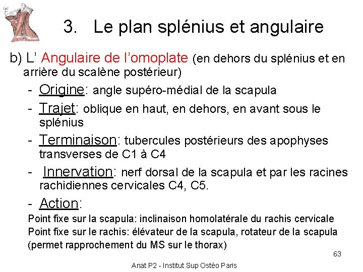 3. Le plan splénius et angulaire b) L’ Angulaire de l’omoplate (en dehors du 3. Le plan splénius et angulaire b) L’ Angulaire de l’omoplate (en dehors du