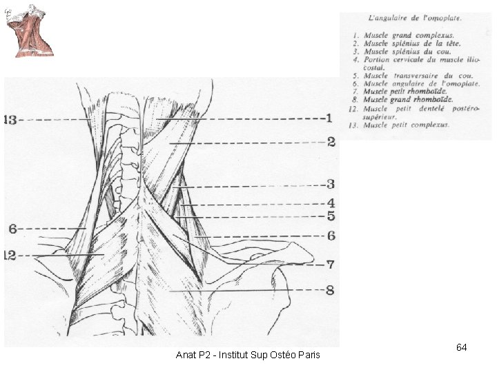 Anat P 2 - Institut Sup Ostéo Paris 64 Anat P 2 - Institut Sup Ostéo Paris 64
