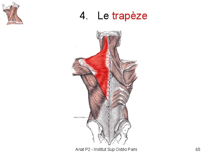 4. Le trapèze Anat P 2 - Institut Sup Ostéo Paris 65 4. Le trapèze Anat P 2 - Institut Sup Ostéo Paris 65