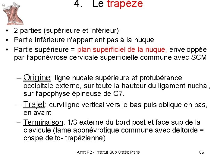 4. Le trapèze • 2 parties (supérieure et inférieur) • Partie inférieure n’appartient pas 4. Le trapèze • 2 parties (supérieure et inférieur) • Partie inférieure n’appartient pas