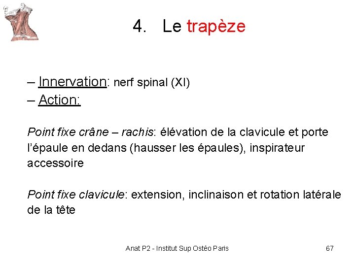4. Le trapèze – Innervation: nerf spinal (XI) – Action: Point fixe crâne – 4. Le trapèze – Innervation: nerf spinal (XI) – Action: Point fixe crâne –