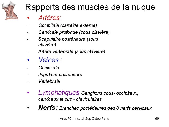 Rapports des muscles de la nuque • Artères: - Occipitale (carotide externe) Cervicale profonde Rapports des muscles de la nuque • Artères: - Occipitale (carotide externe) Cervicale profonde