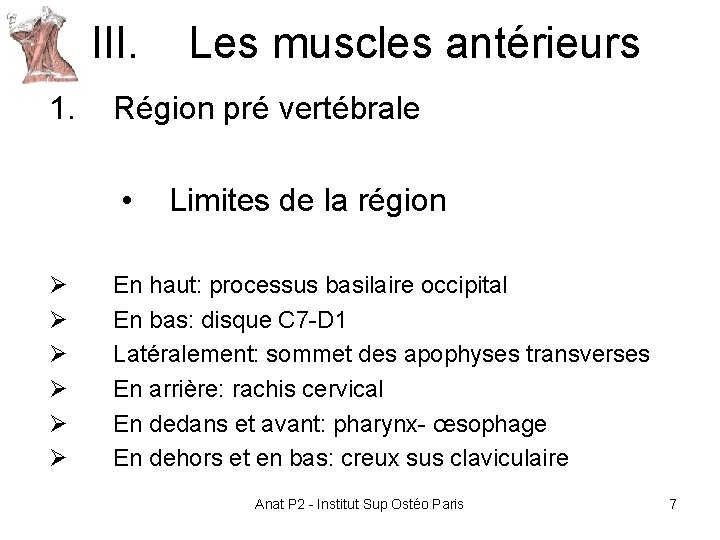 III. Les muscles antérieurs 1. Région pré vertébrale • Ø Ø Ø Limites de III. Les muscles antérieurs 1. Région pré vertébrale • Ø Ø Ø Limites de