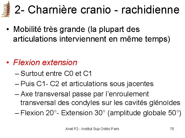 2 - Charnière cranio - rachidienne • Mobilité très grande (la plupart des articulations 2 - Charnière cranio - rachidienne • Mobilité très grande (la plupart des articulations