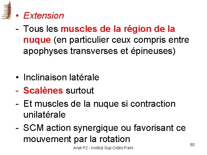 • Extension - Tous les muscles de la région de la nuque (en • Extension - Tous les muscles de la région de la nuque (en