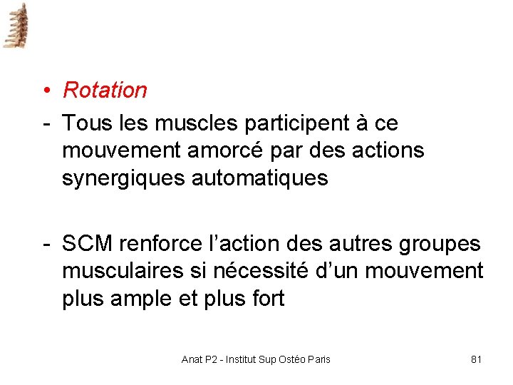 • Rotation - Tous les muscles participent à ce mouvement amorcé par des • Rotation - Tous les muscles participent à ce mouvement amorcé par des