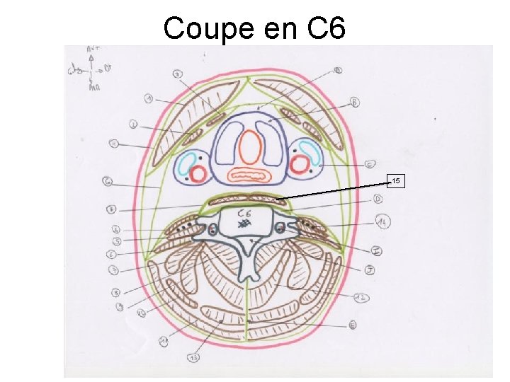 Coupe en C 6 15 Coupe en C 6 15
