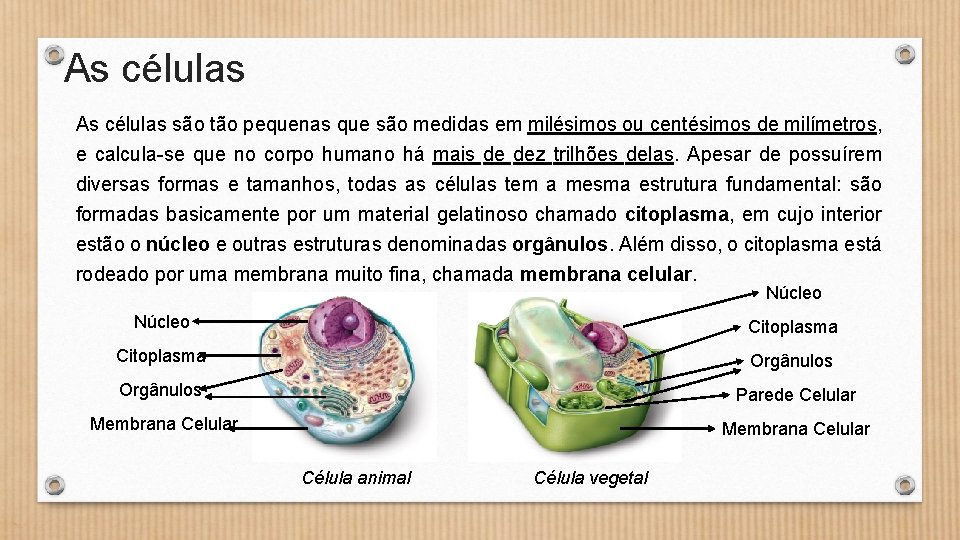 As células são tão pequenas que são medidas em milésimos ou centésimos de milímetros,