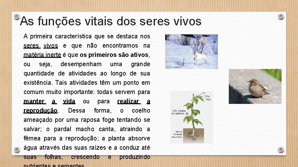 As funções vitais dos seres vivos A primeira característica que se destaca nos seres