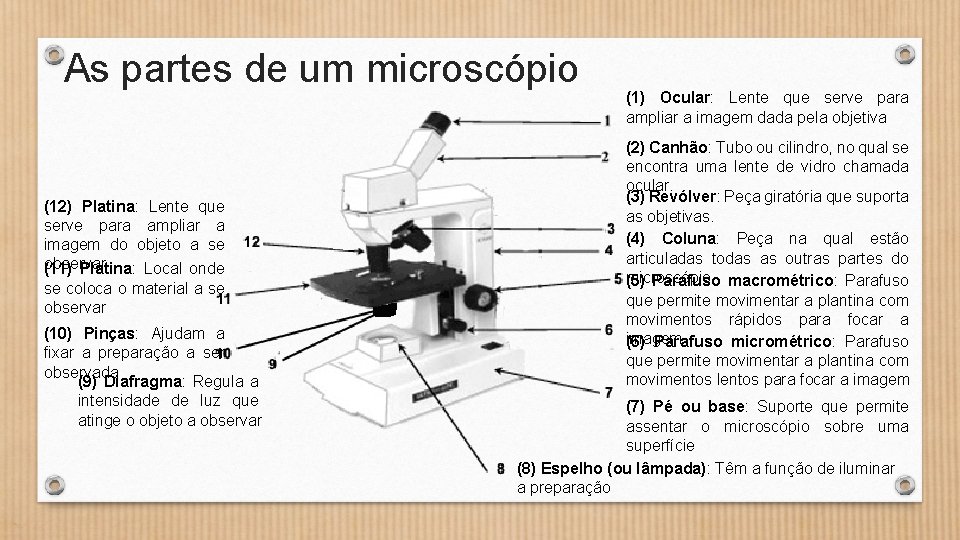 As partes de um microscópio (12) Platina: Lente que serve para ampliar a imagem