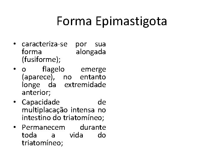 Forma Epimastigota • caracteriza-se por sua forma alongada (fusiforme); • o flagelo emerge (aparece),