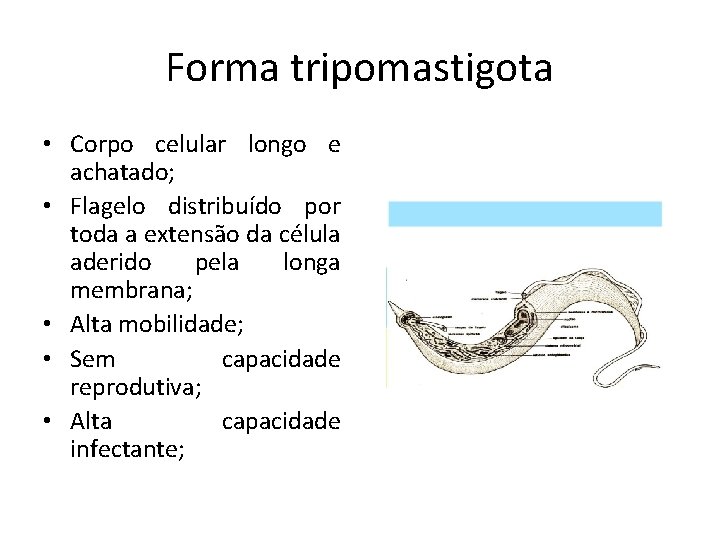 Forma tripomastigota • Corpo celular longo e achatado; • Flagelo distribuído por toda a