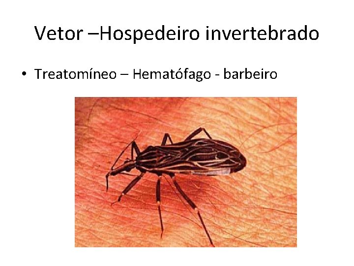 Vetor –Hospedeiro invertebrado • Treatomíneo – Hematófago - barbeiro 