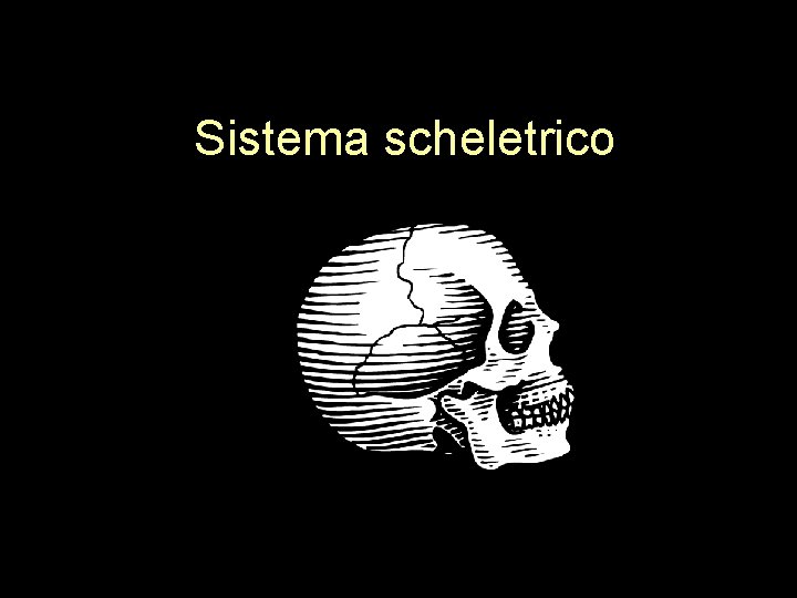 Sistema scheletrico 