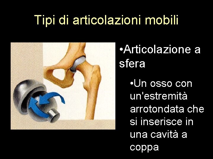 Tipi di articolazioni mobili • Articolazione a sfera • Un osso con un'estremità arrotondata
