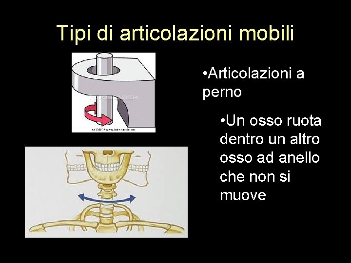 Tipi di articolazioni mobili • Articolazioni a perno • Un osso ruota dentro un