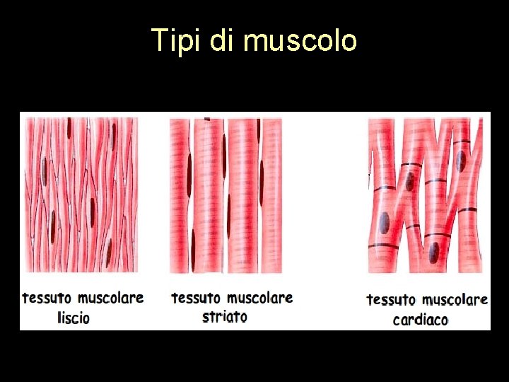 Tipi di muscolo 